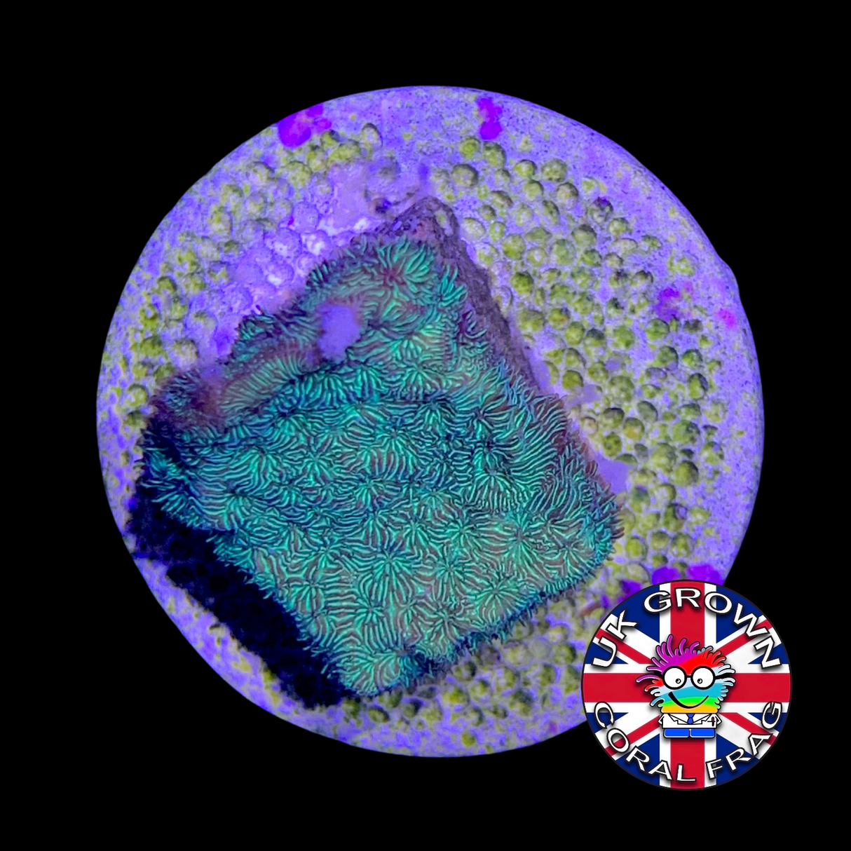 Metallic Green Pavona (UK Grown)