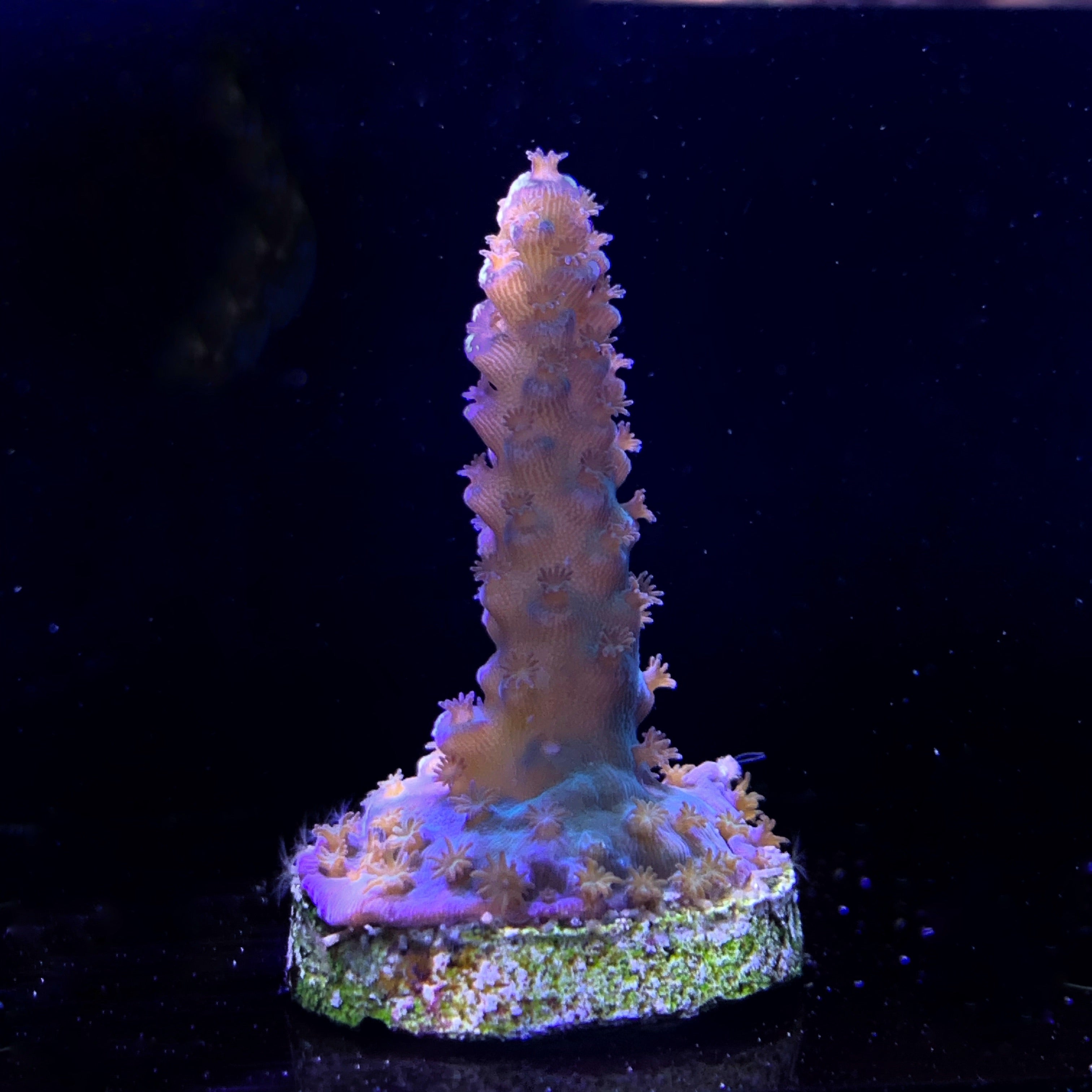 Millepora Frag