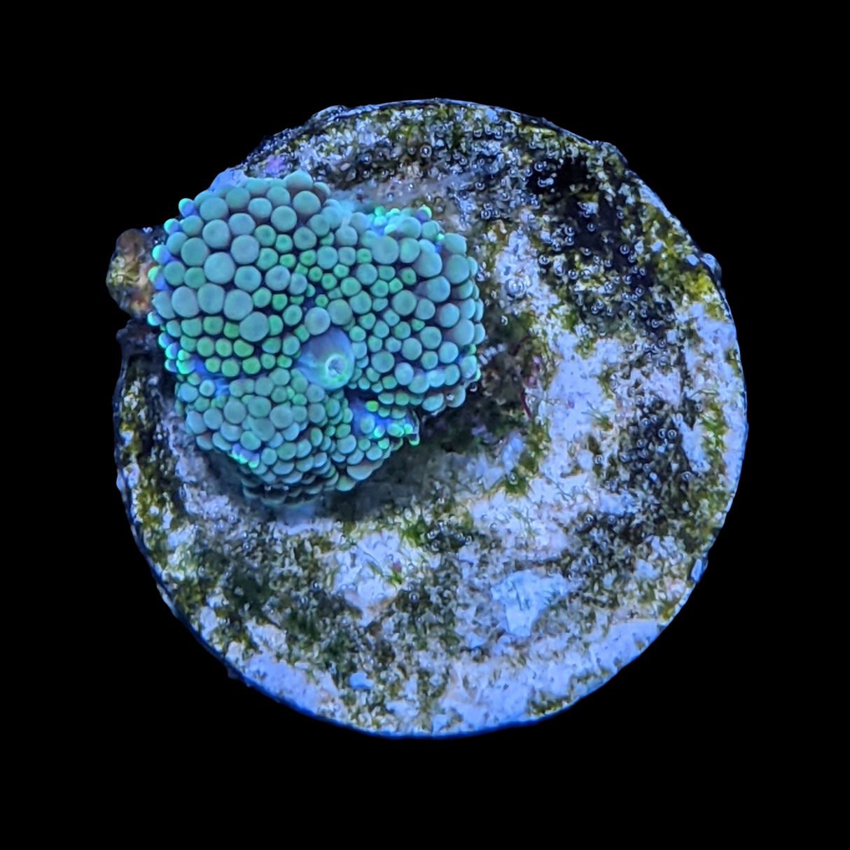 Green Ricordea Florida