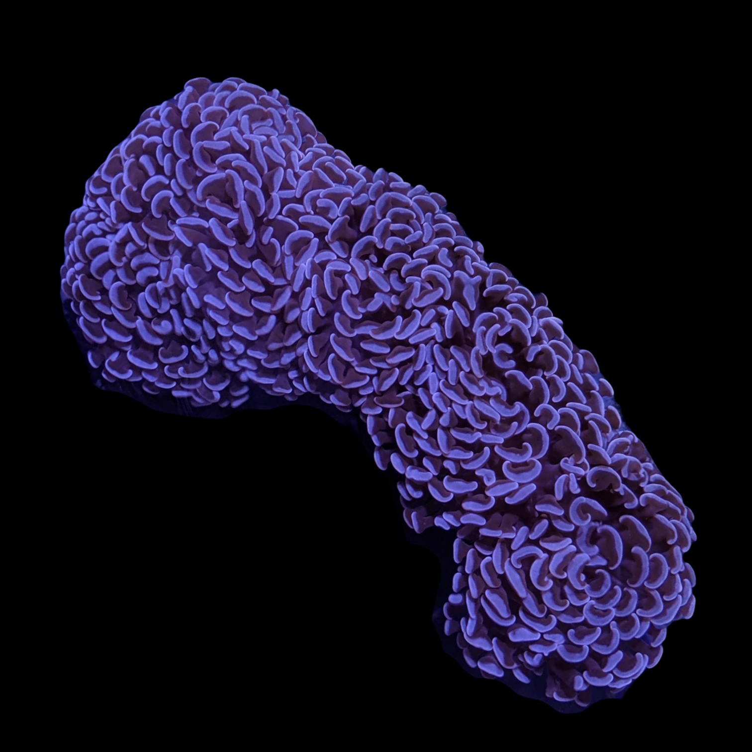 Wall Hammer Euphyllia Ancora Large (Collection Only)