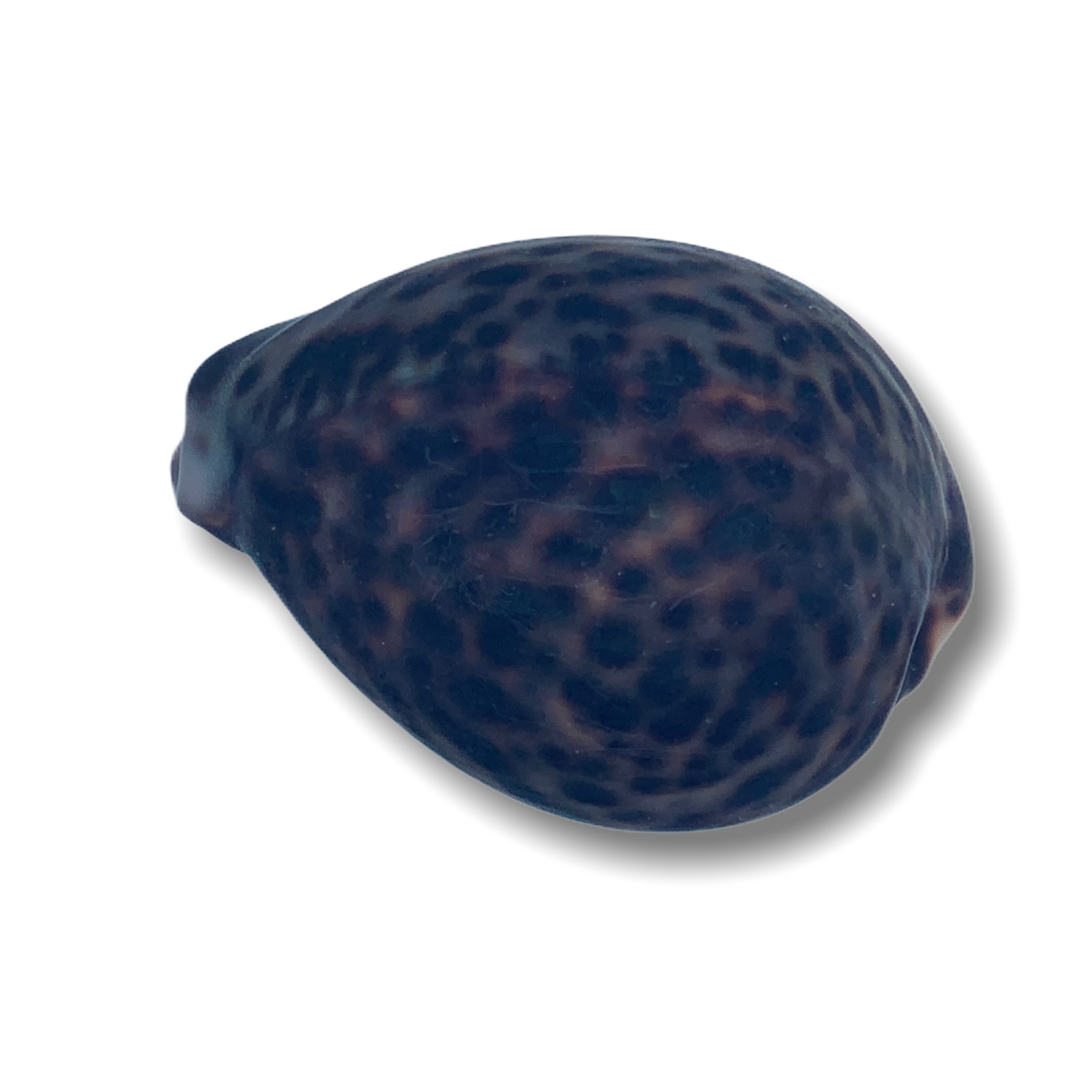 Tiger Cowrie Snail (Collection Only)