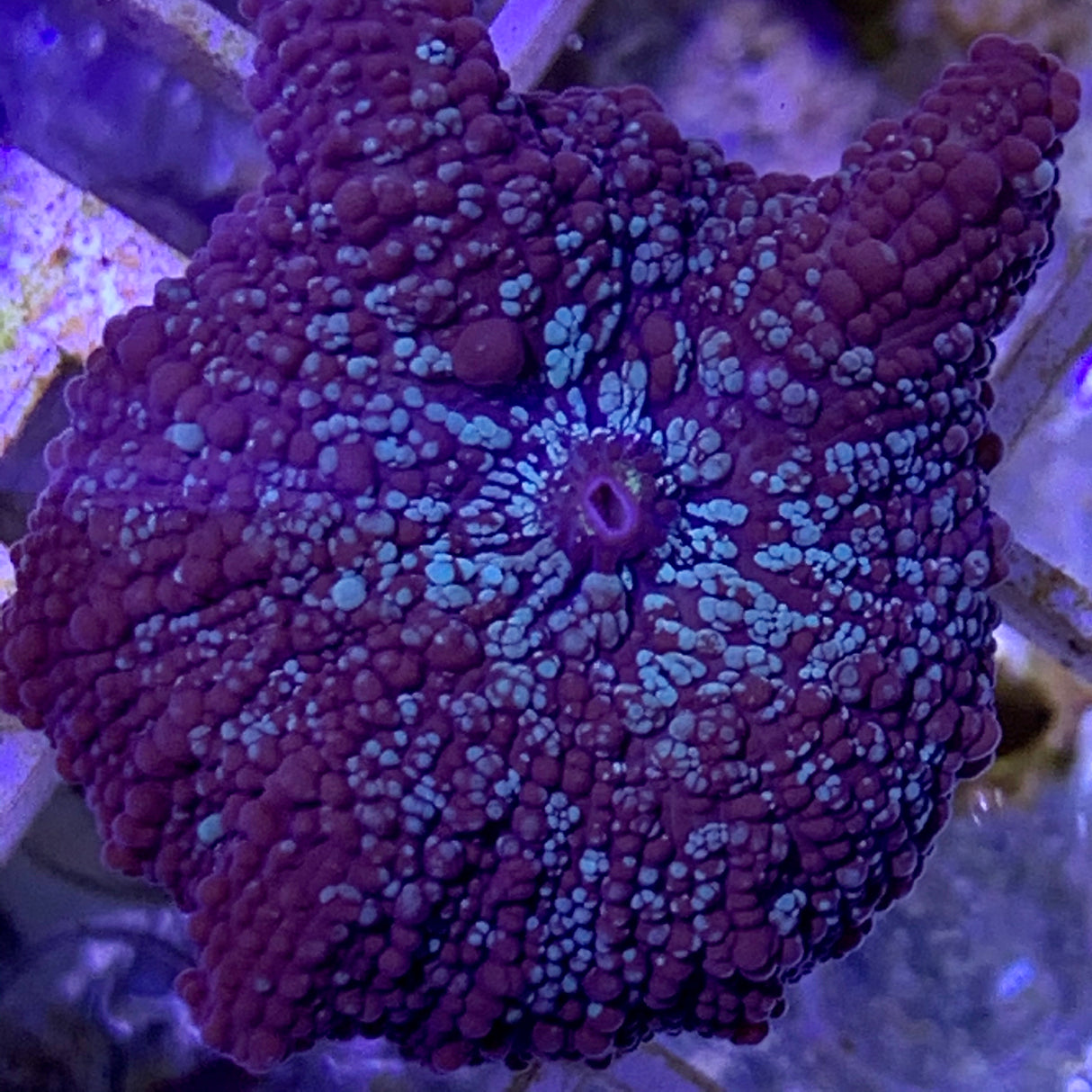 Turquoise spotty Mushroom