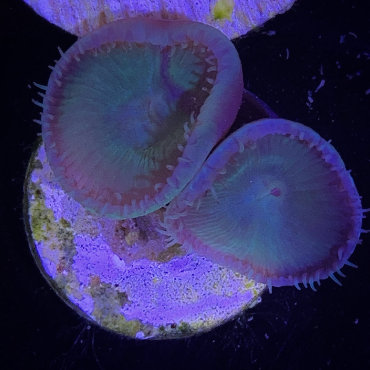 Zoa Frag