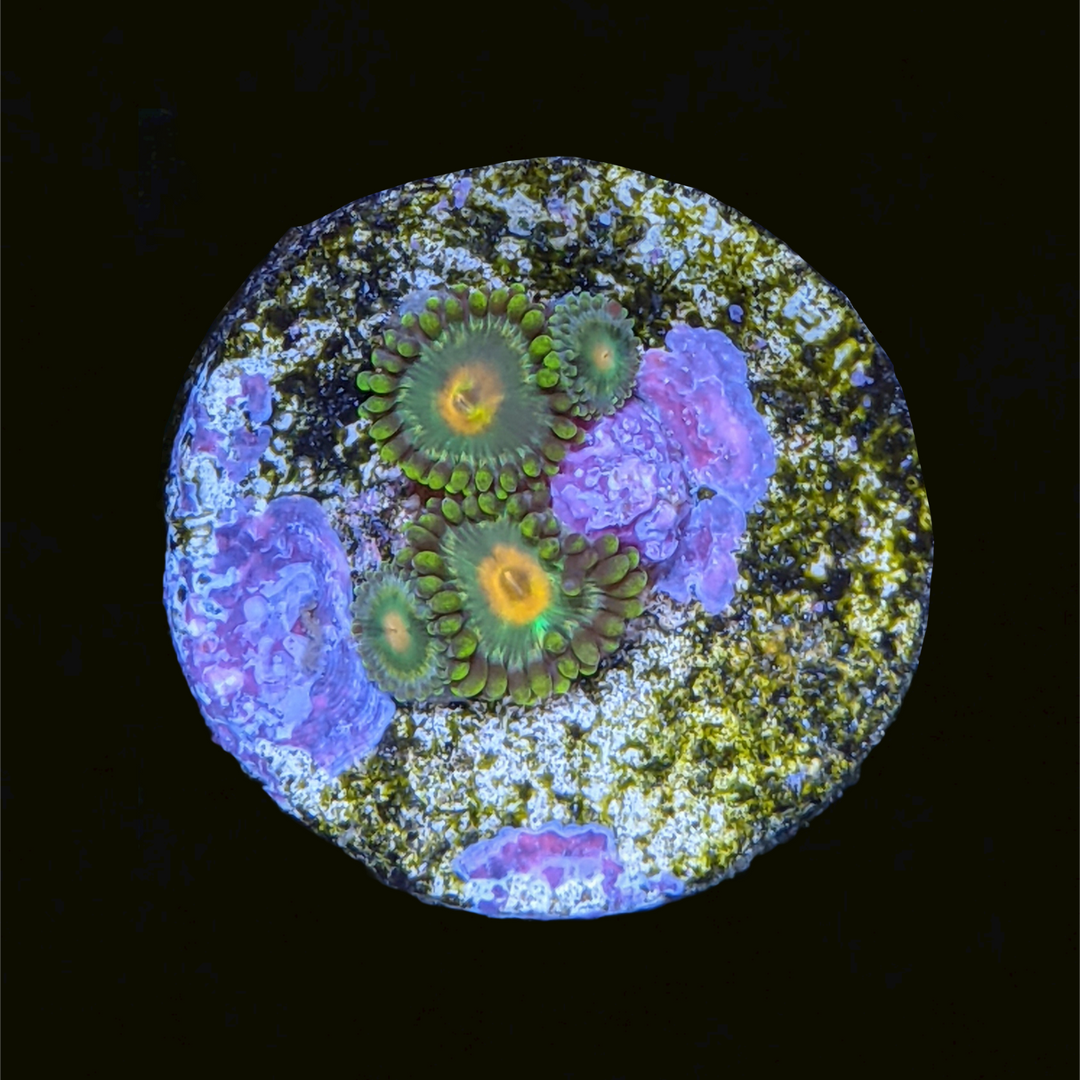 John Deere Zoa Frag