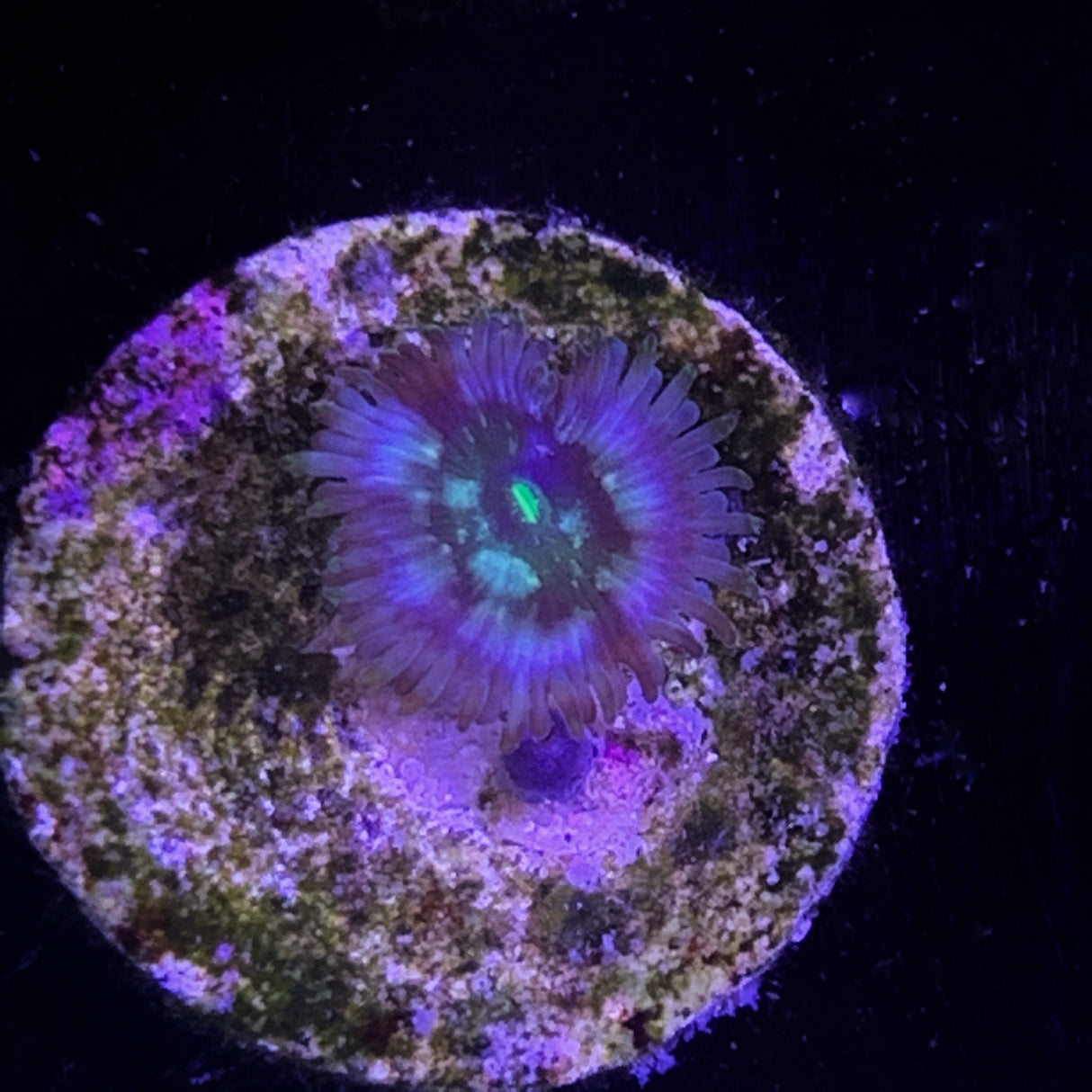 Zoa Frag