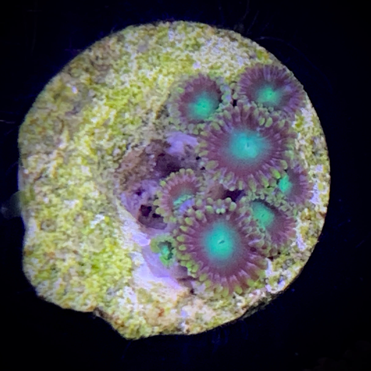 Zoa Frag