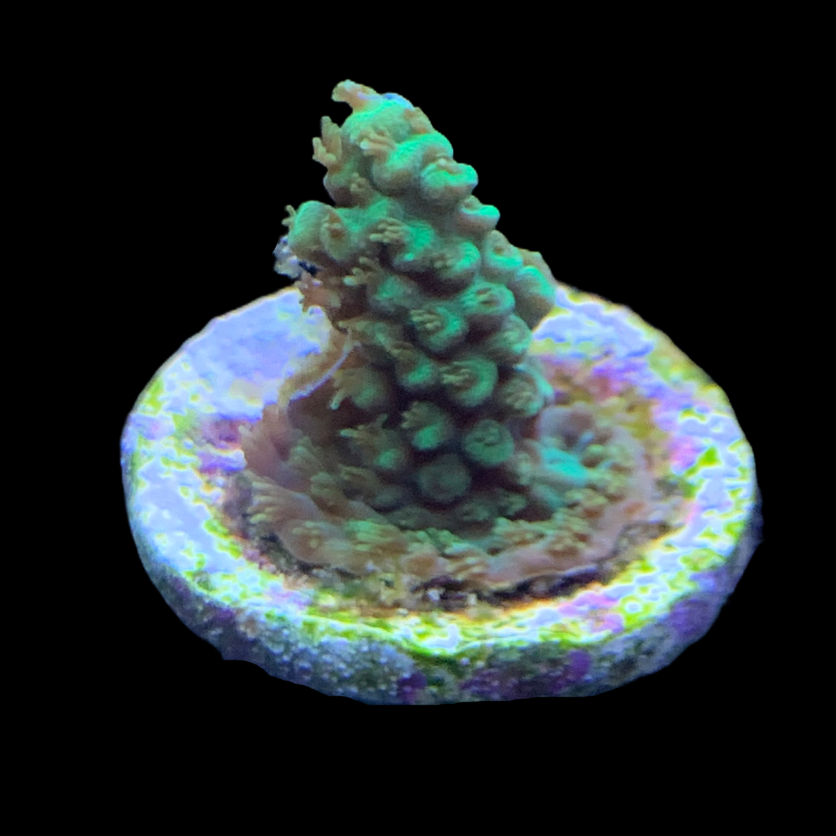 Acropora Frag