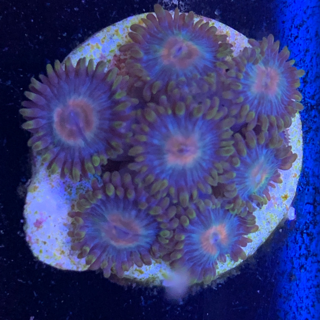 7 Polyp Zoa frag