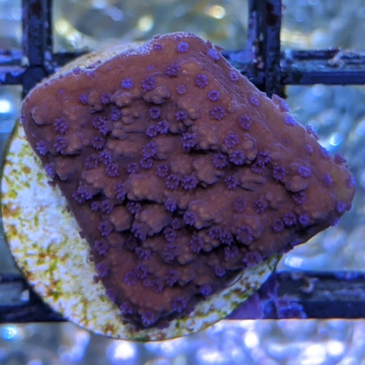 Purple Polyp Red Plating Montipora