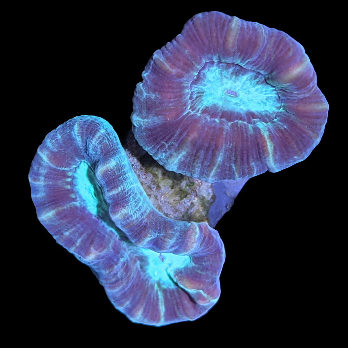 Green Pinwheel Candy Cane