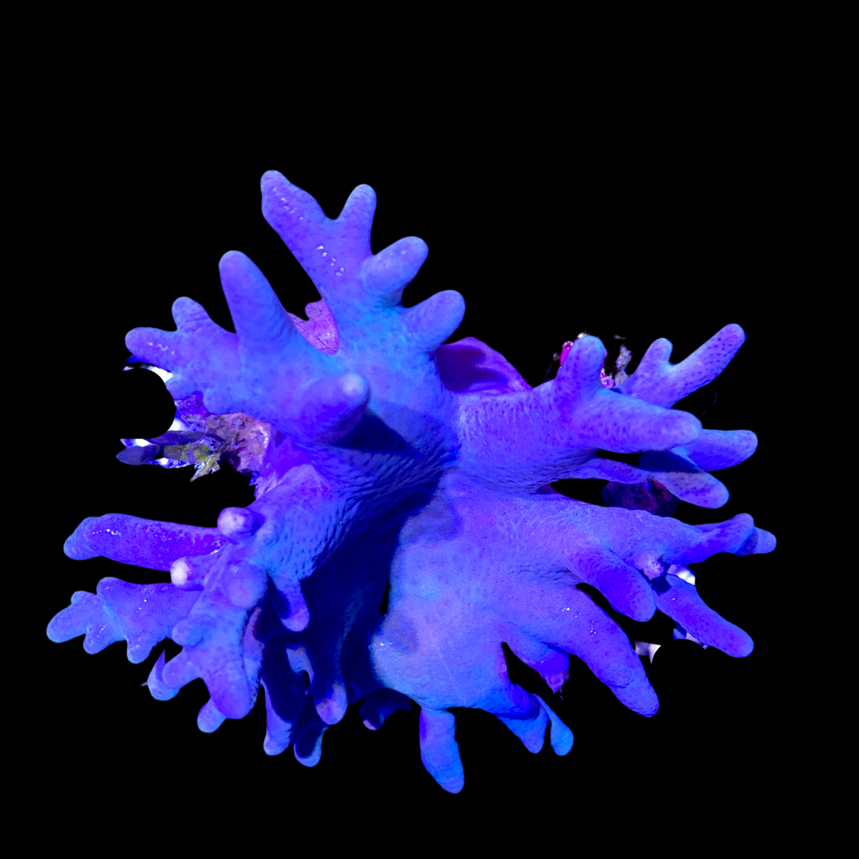 Lobophytum Colony