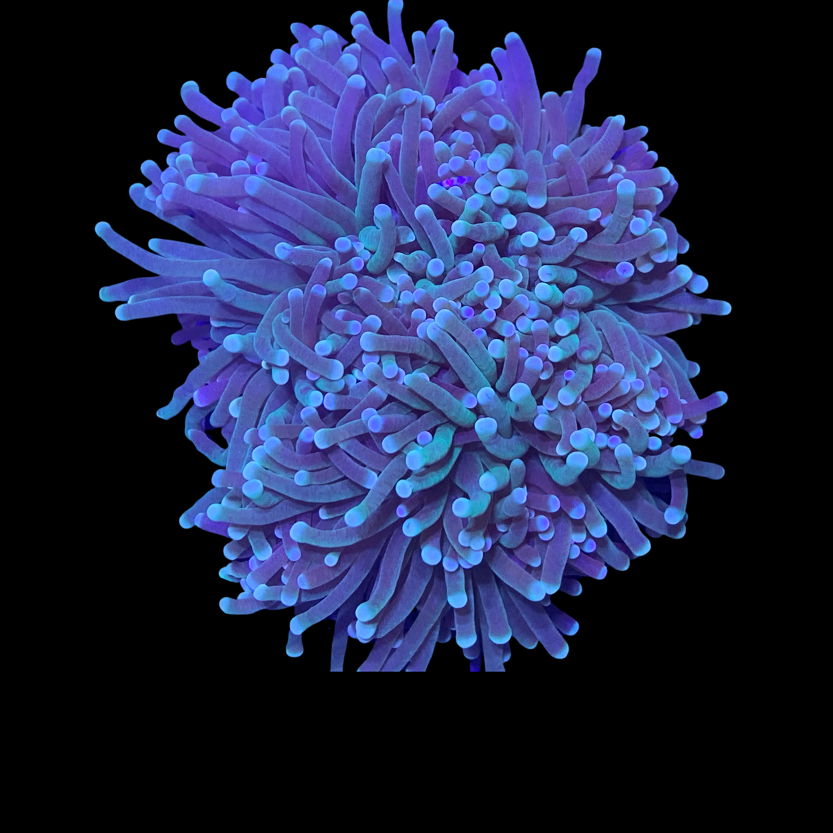 Green Torch Frag
