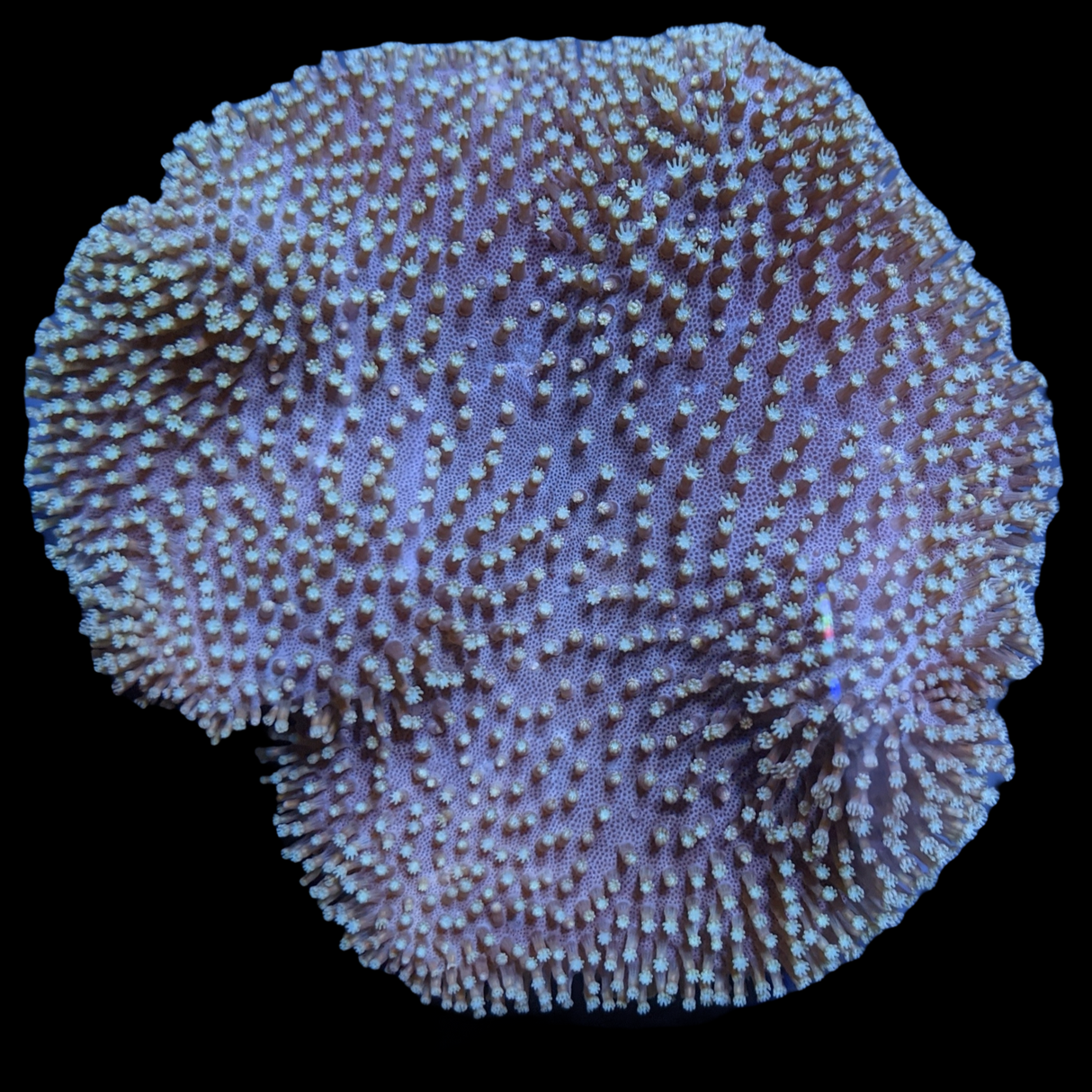 Large Green Polyp Toadstool Leather Colony