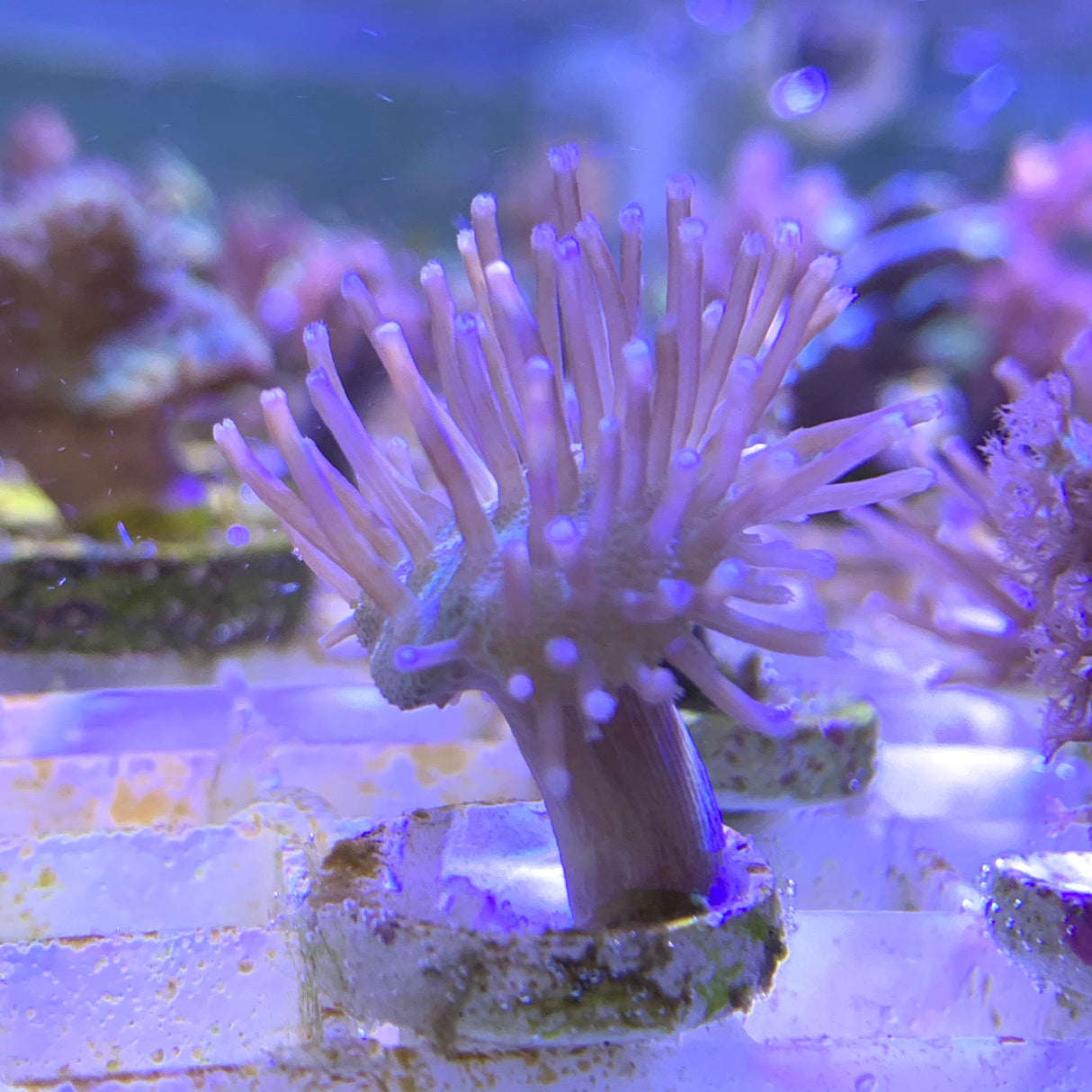 Toadstool Coral