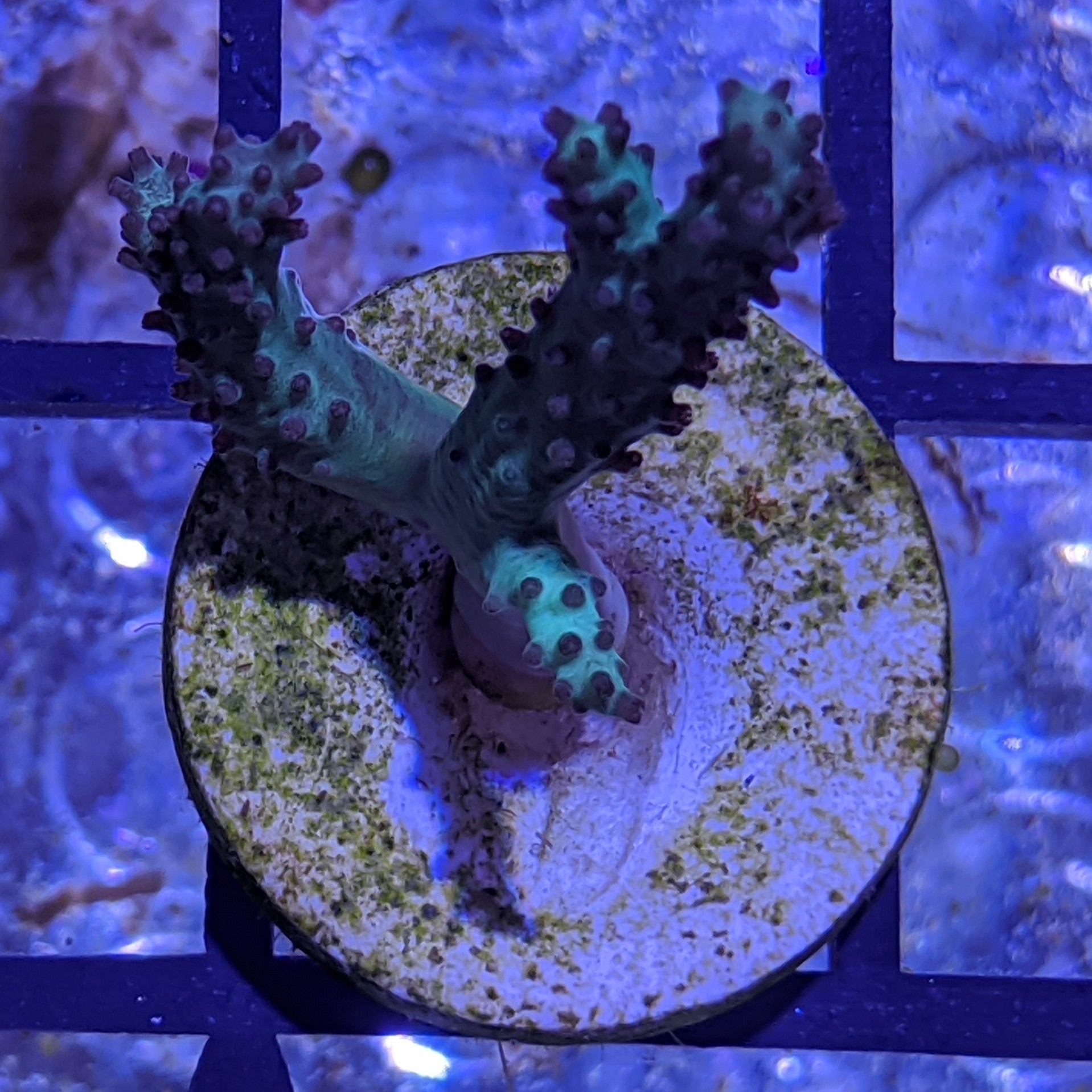 Green Sinularia Leather Coral
