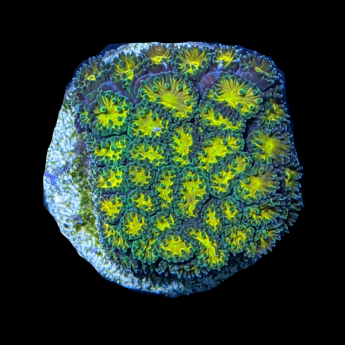 John Deere Leptastrea Frag