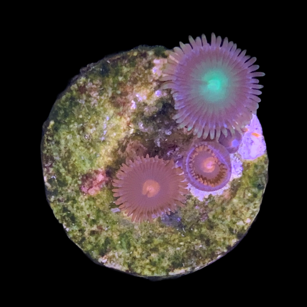 Zoa Frag (UK Grown)