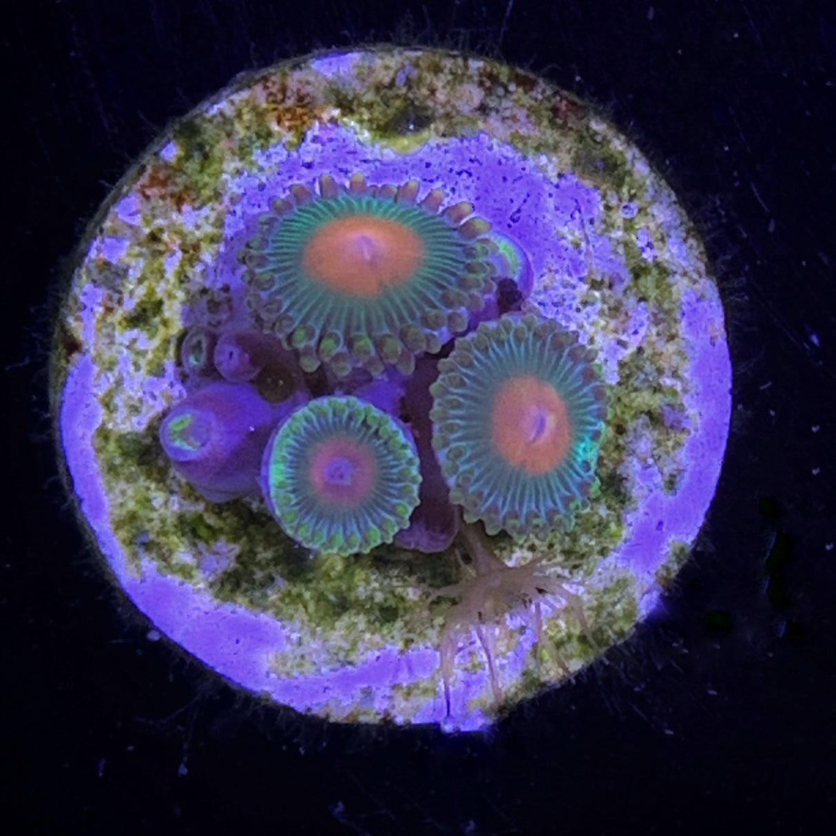 Zoa Frag