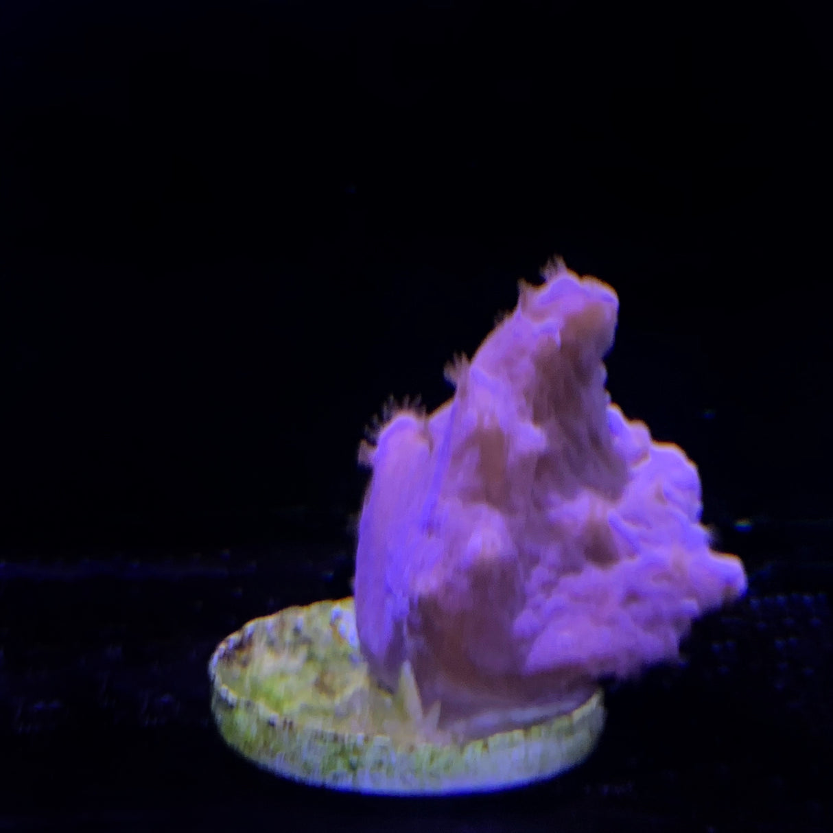 Cabbage Coral