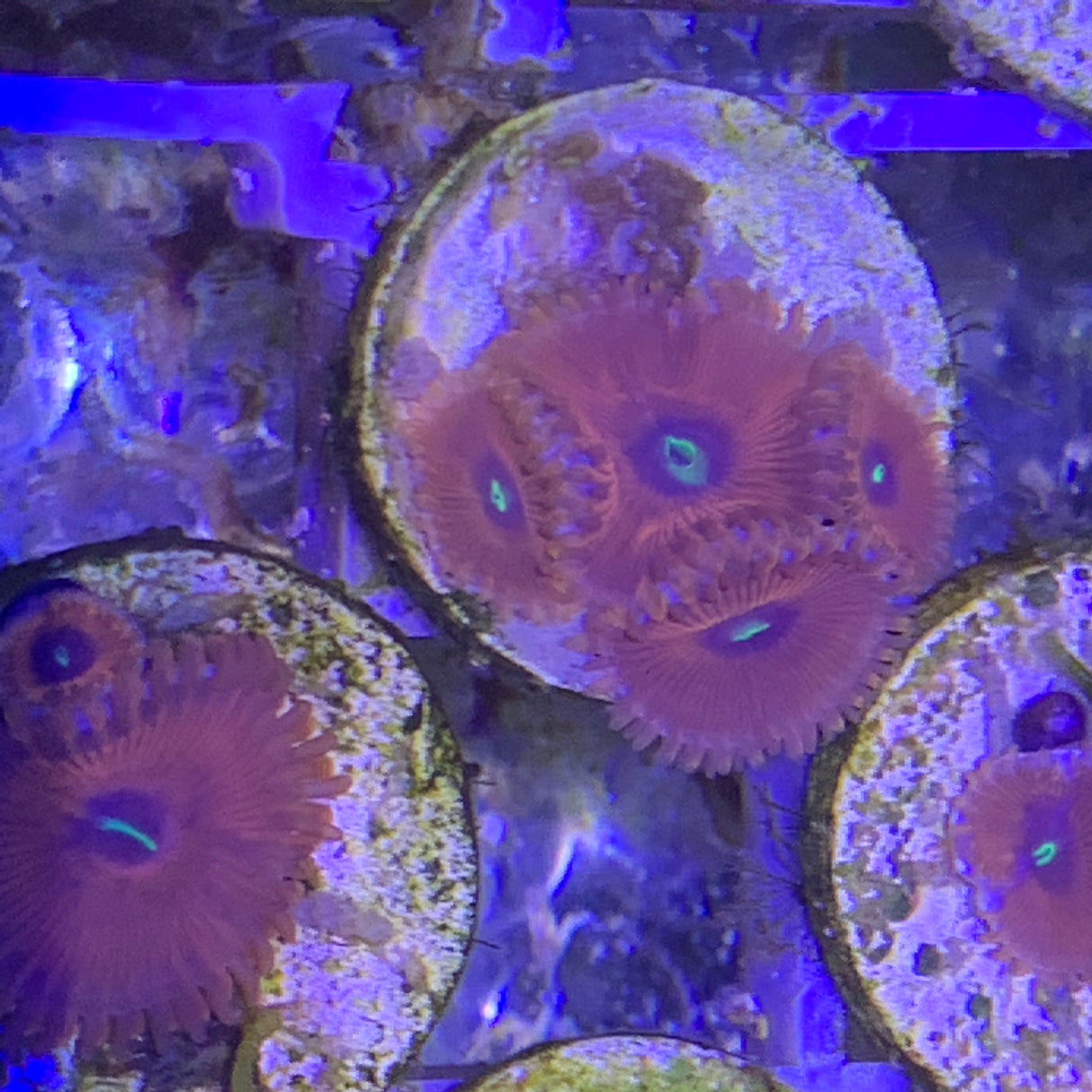 4 polyp Zoa frag