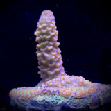 Millepora Frag