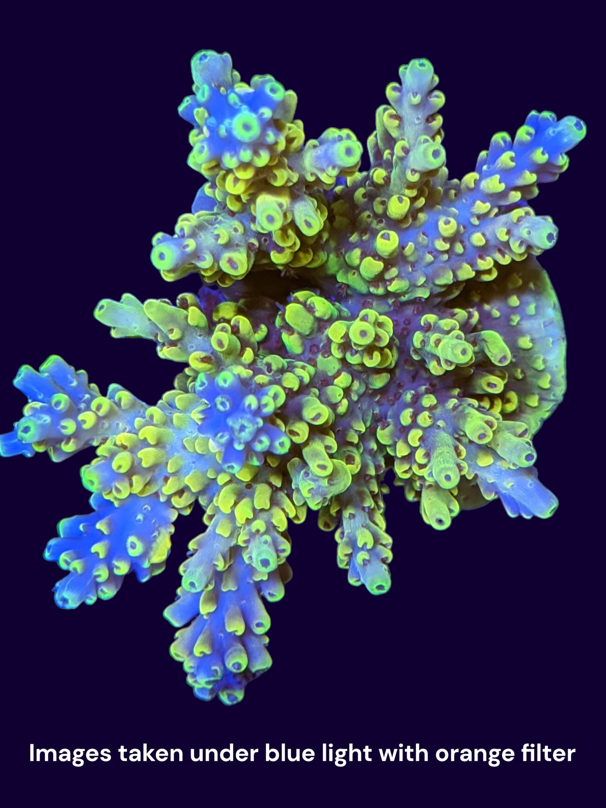 Acropora Indonesia Colonies