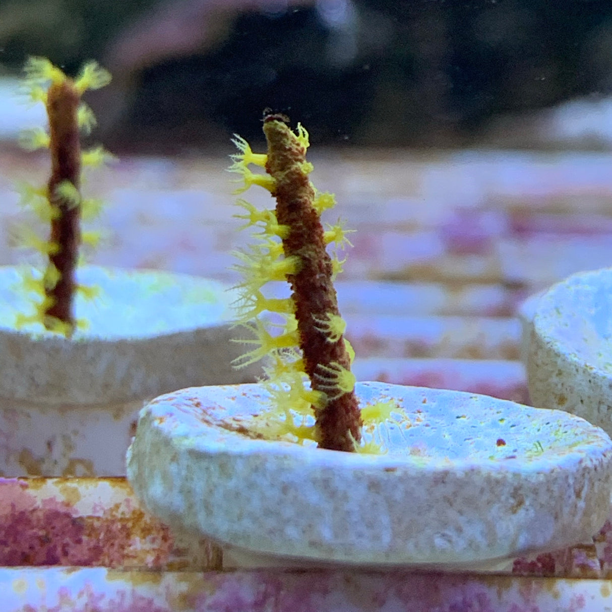 Yellow Polyp Gorgonian