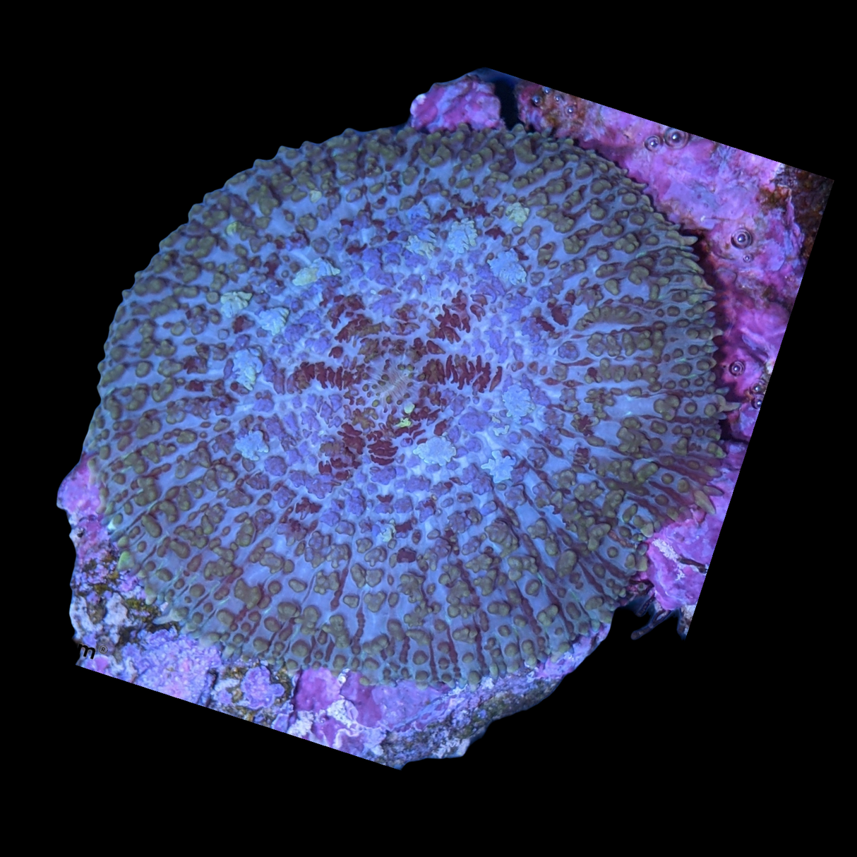 Rhodactis Indosinensis-Grey Mushroom