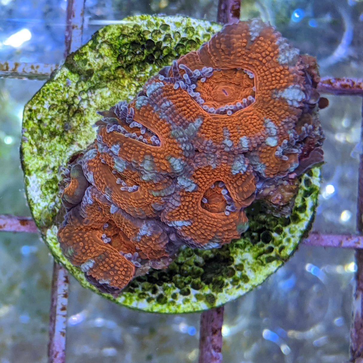 6 Head Acan Frag