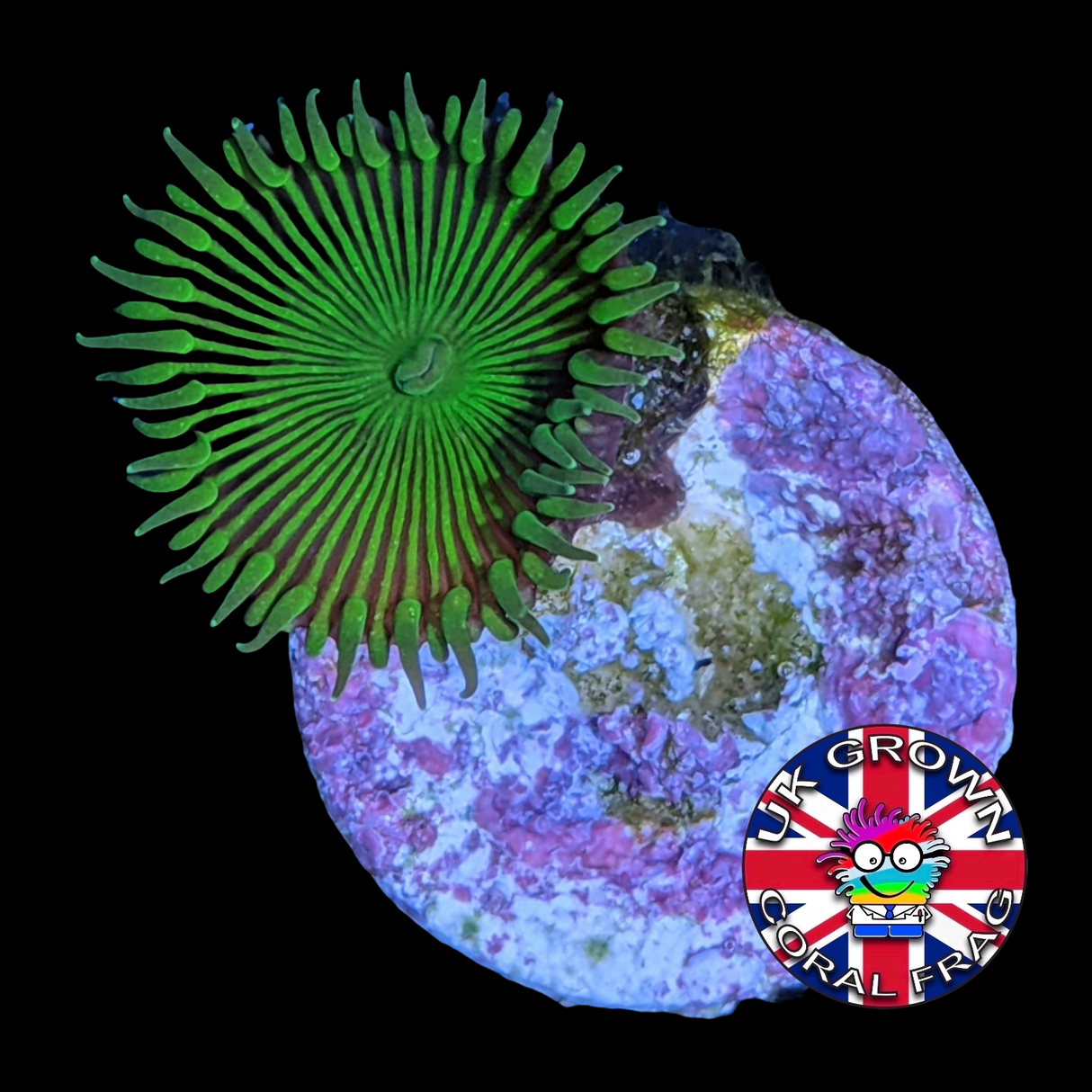 Green Paly Zoa Frag (UK Grown)