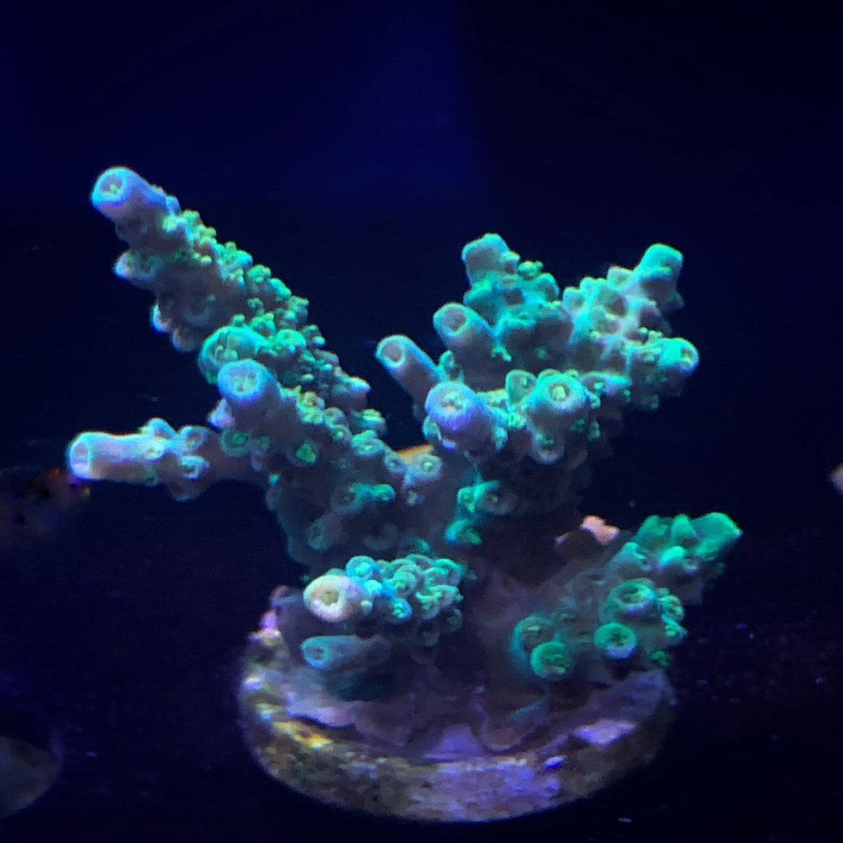 Acropora Frag