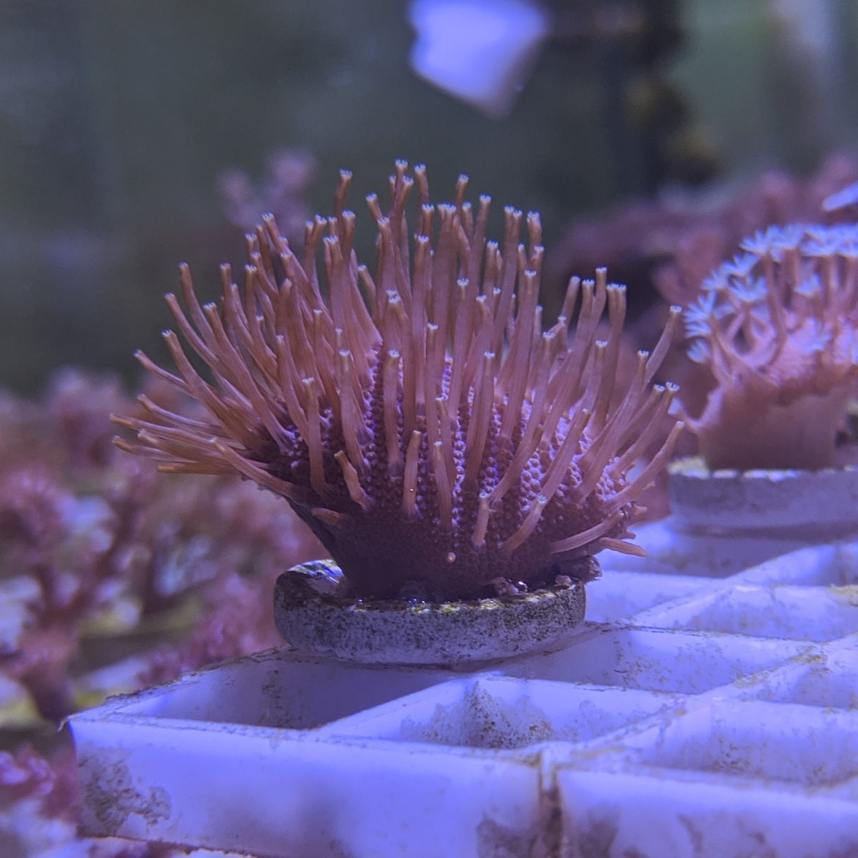 Toadstool Coral