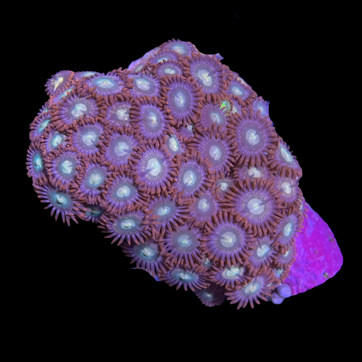 Zoa Mini Colony