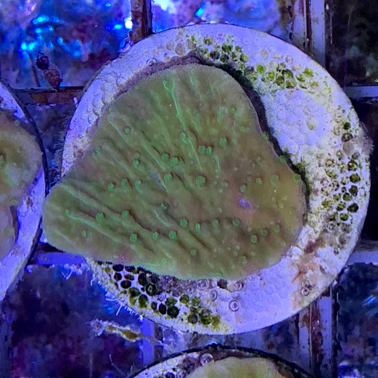Green plating Montipora