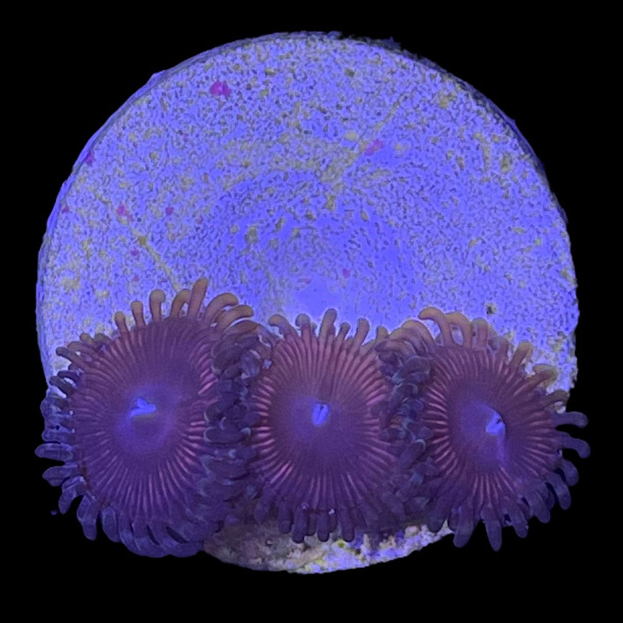 Zoa Frag