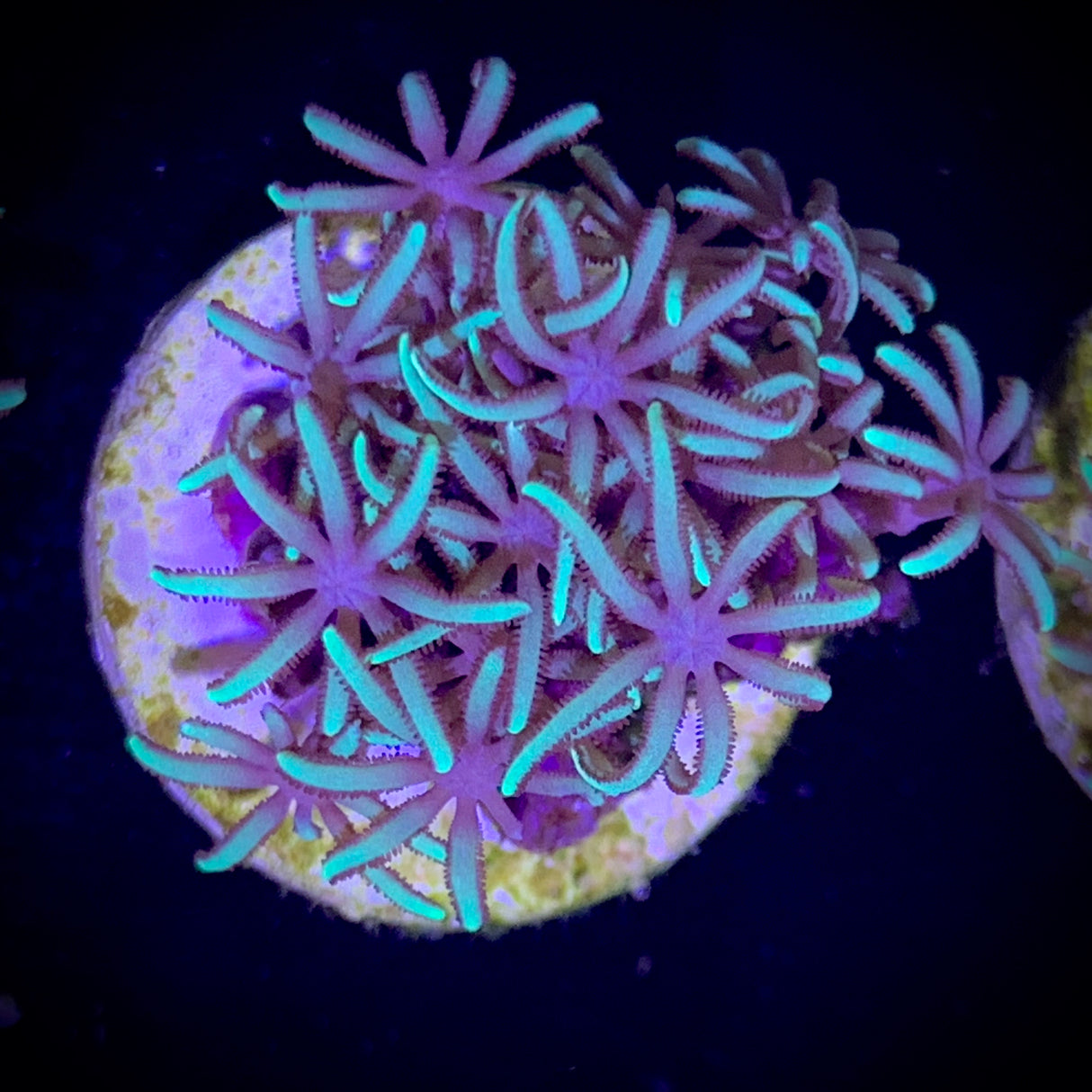 Star Polyps