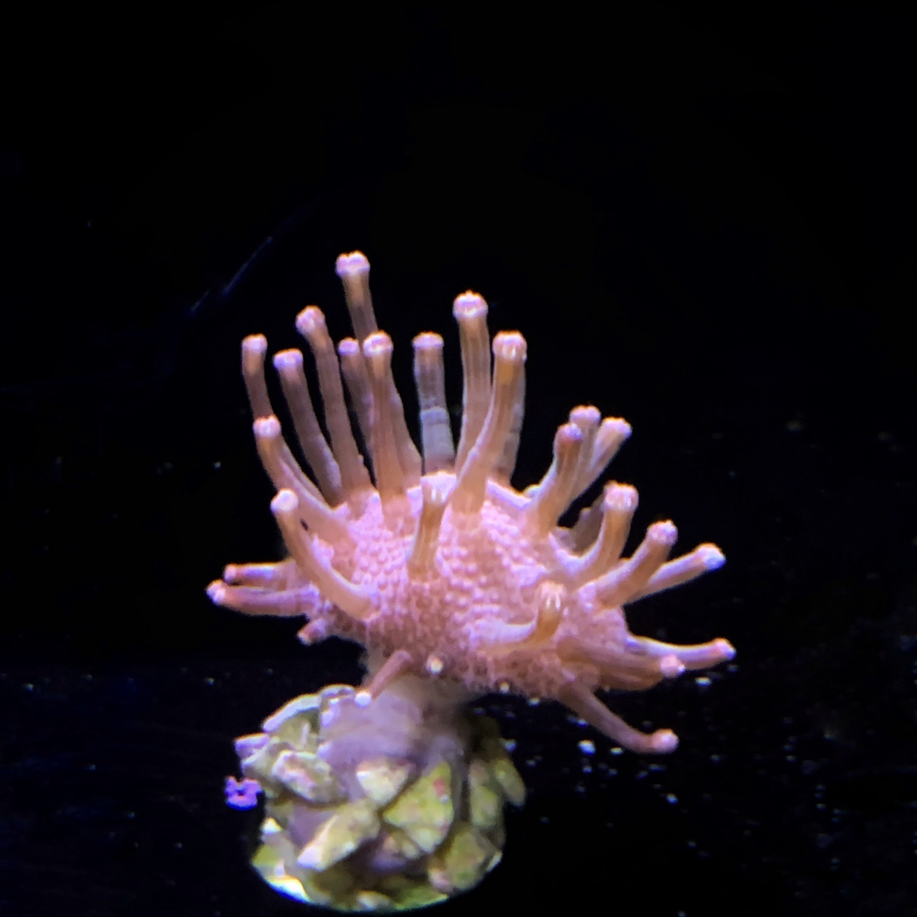 Mini Toadstool coral