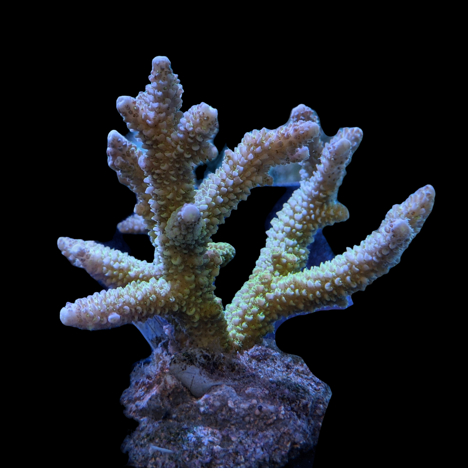 Indonesia Aquacultured Acropora (Collection Only)