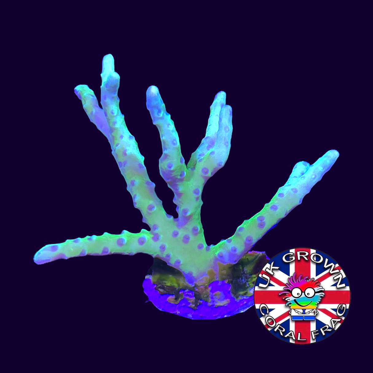 Electric Lemonade Anacropora Frag (UK Grown)