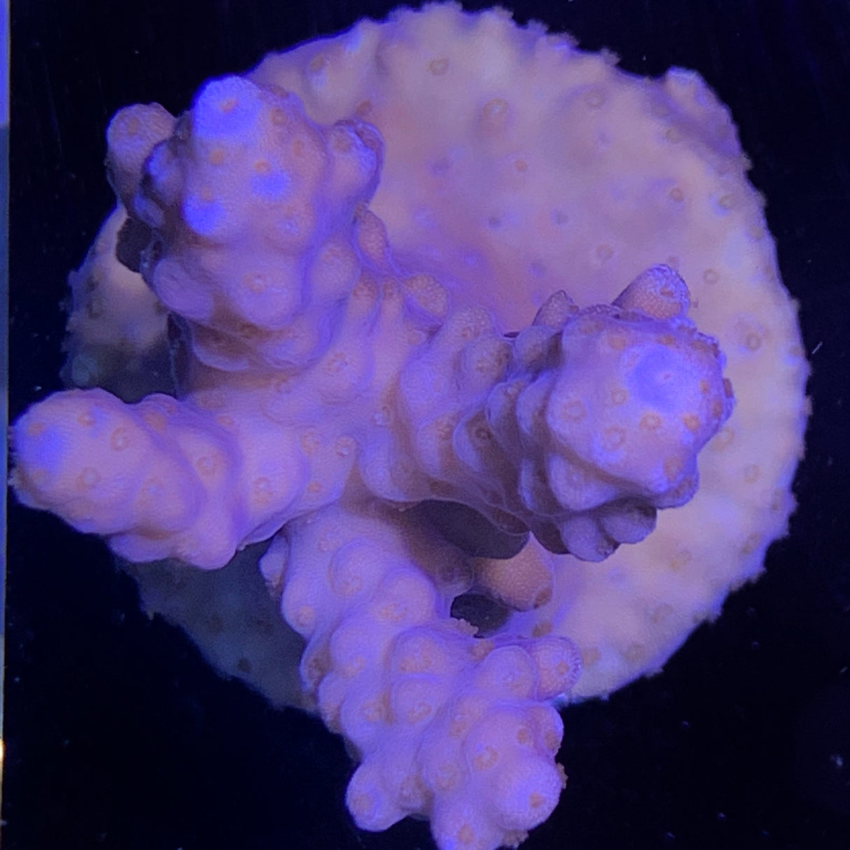 Acropora Frag