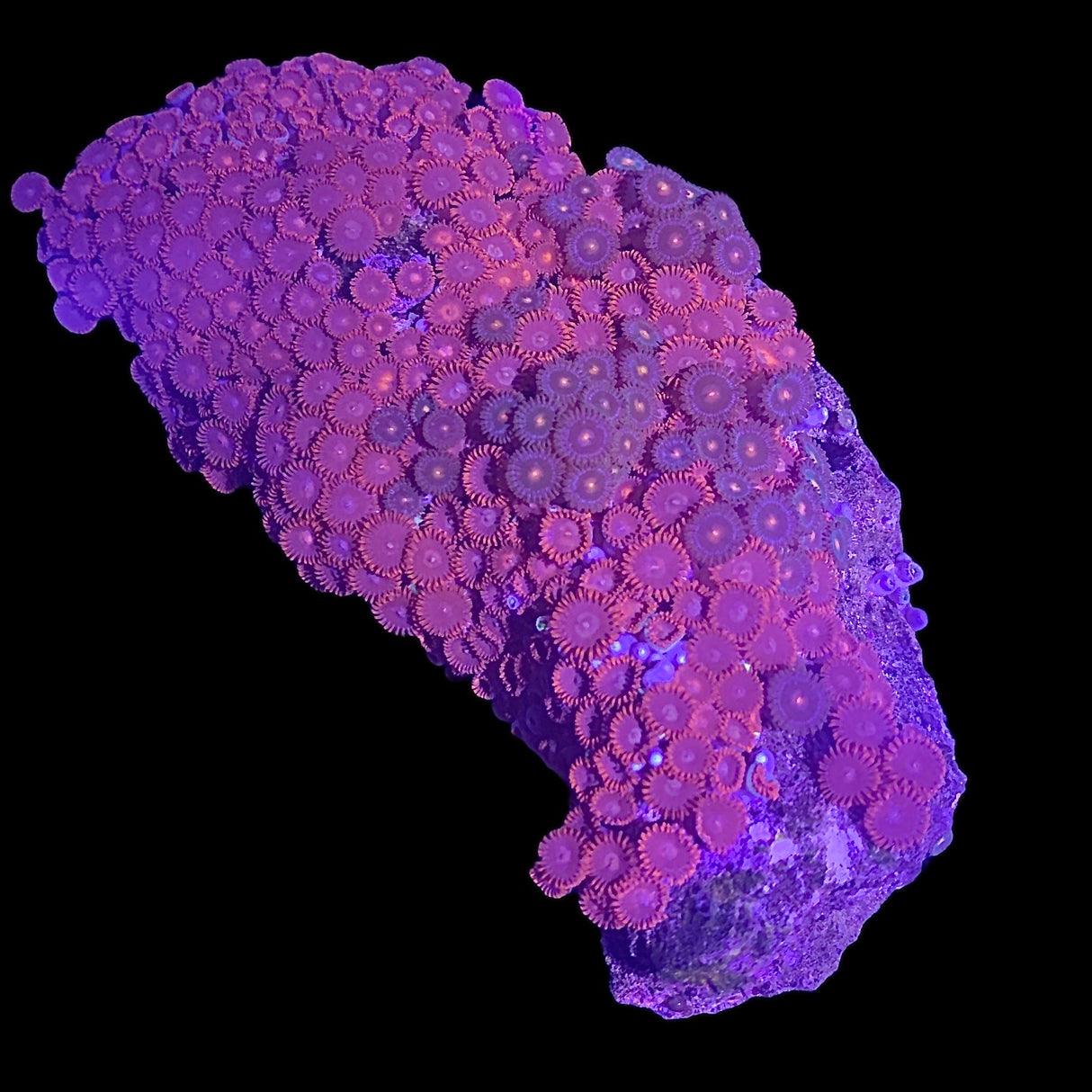 Zoa Colony (Collection Only)
