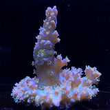 Acropora Frag