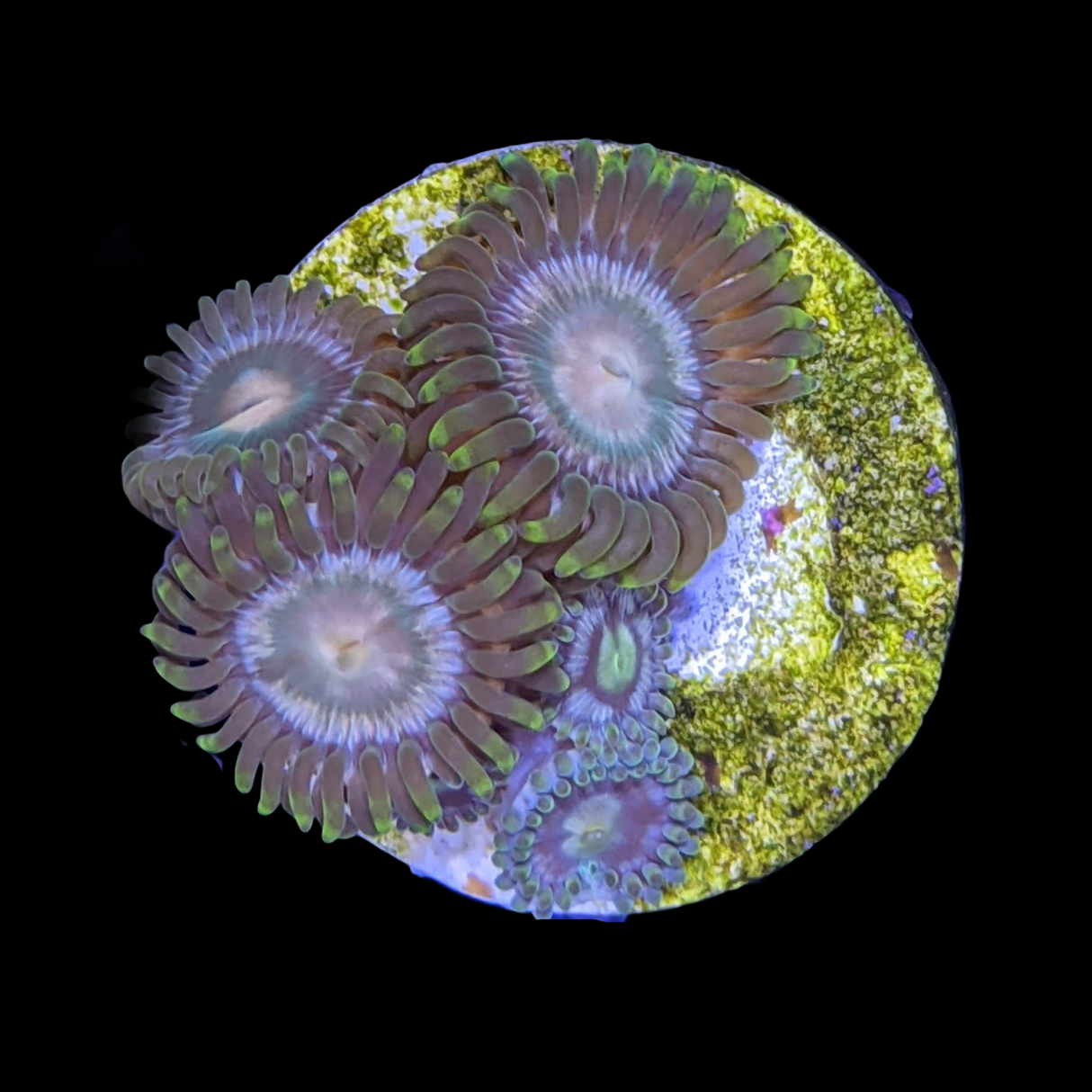 Zoa Frag