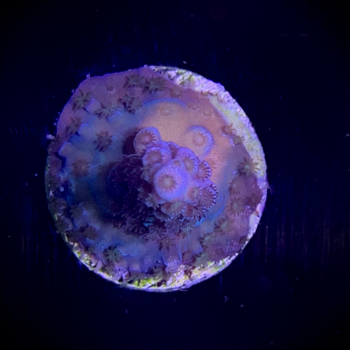 Millepora Frag