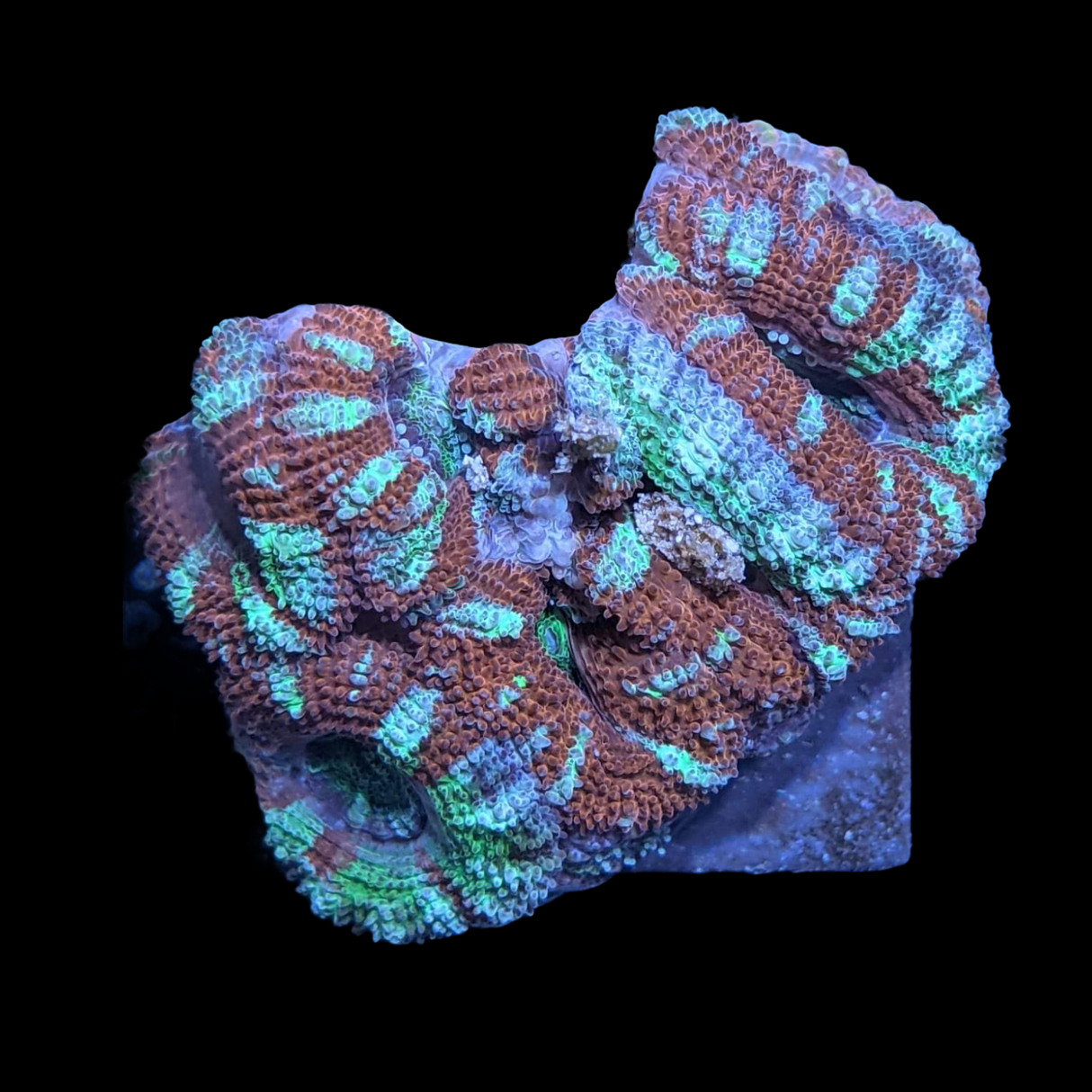 Acanthastrea Lordhowensi