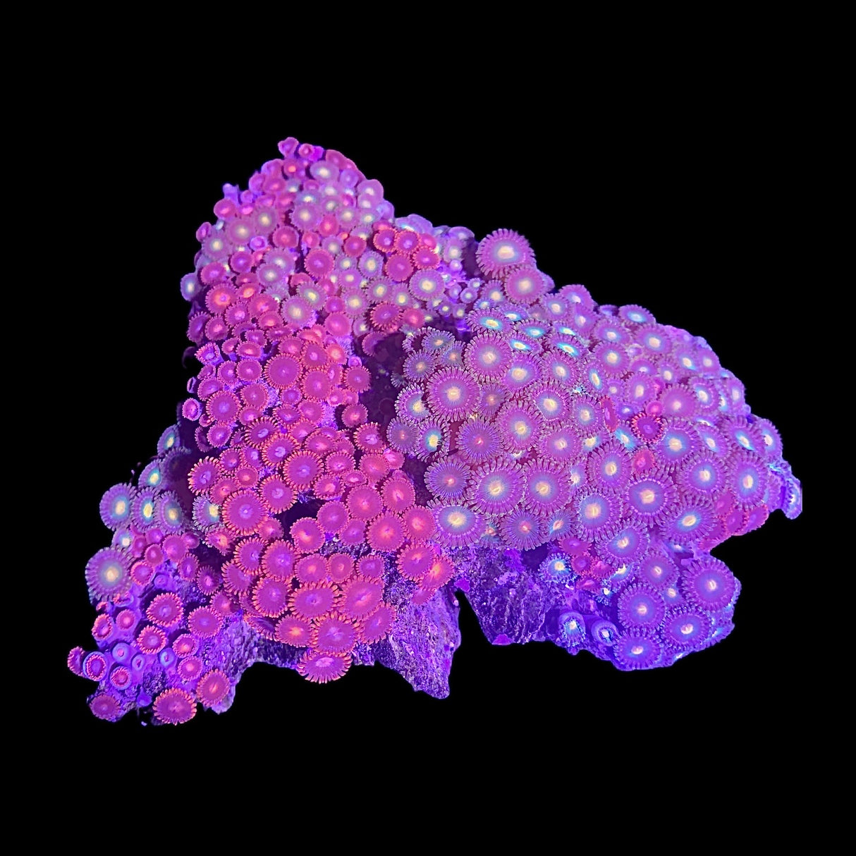 Zoa Colony (Collection Only)