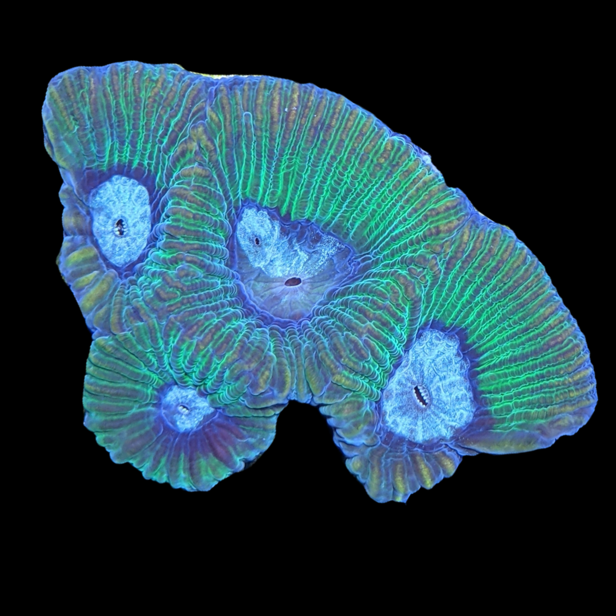 Camo Goniastrea