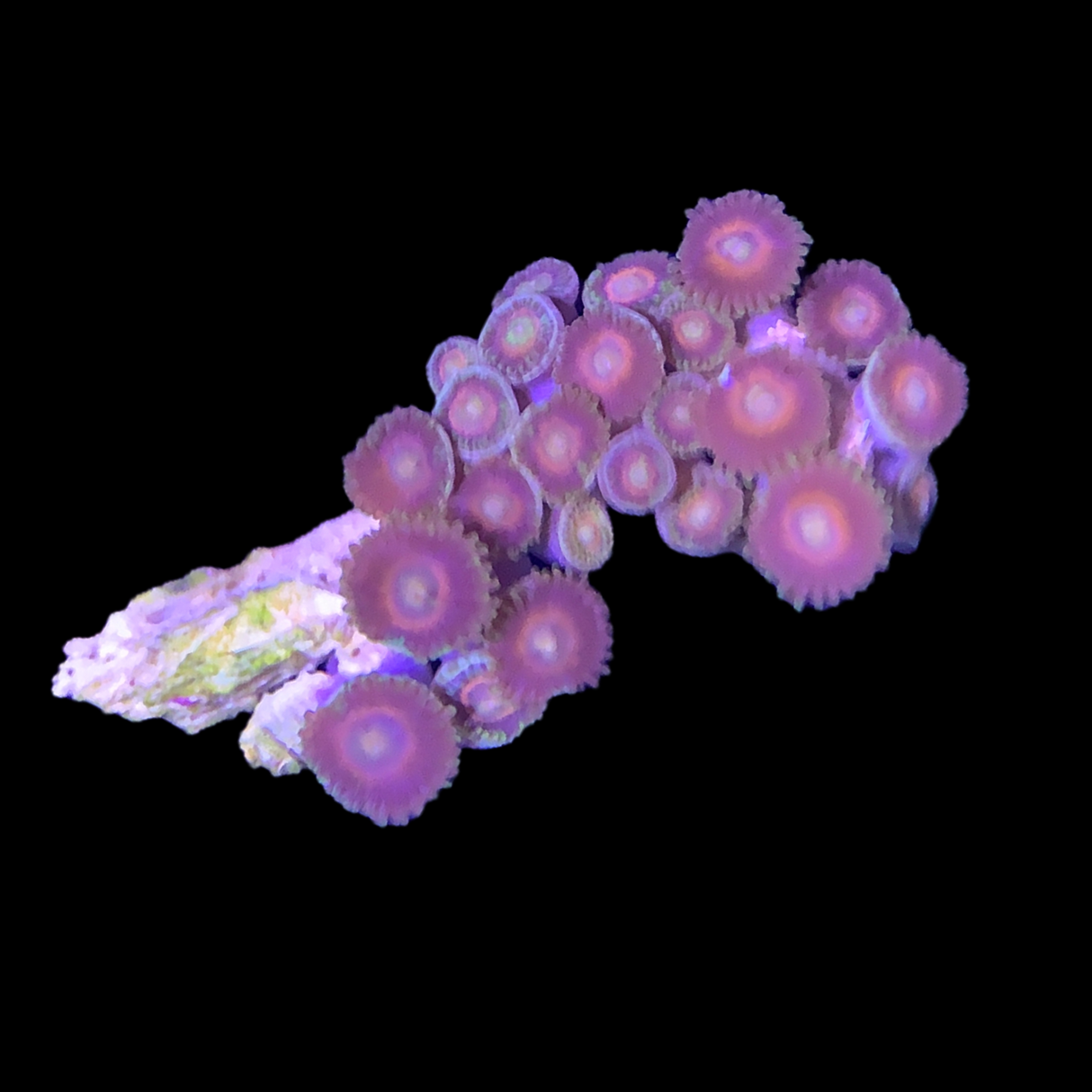 Zoa Frag