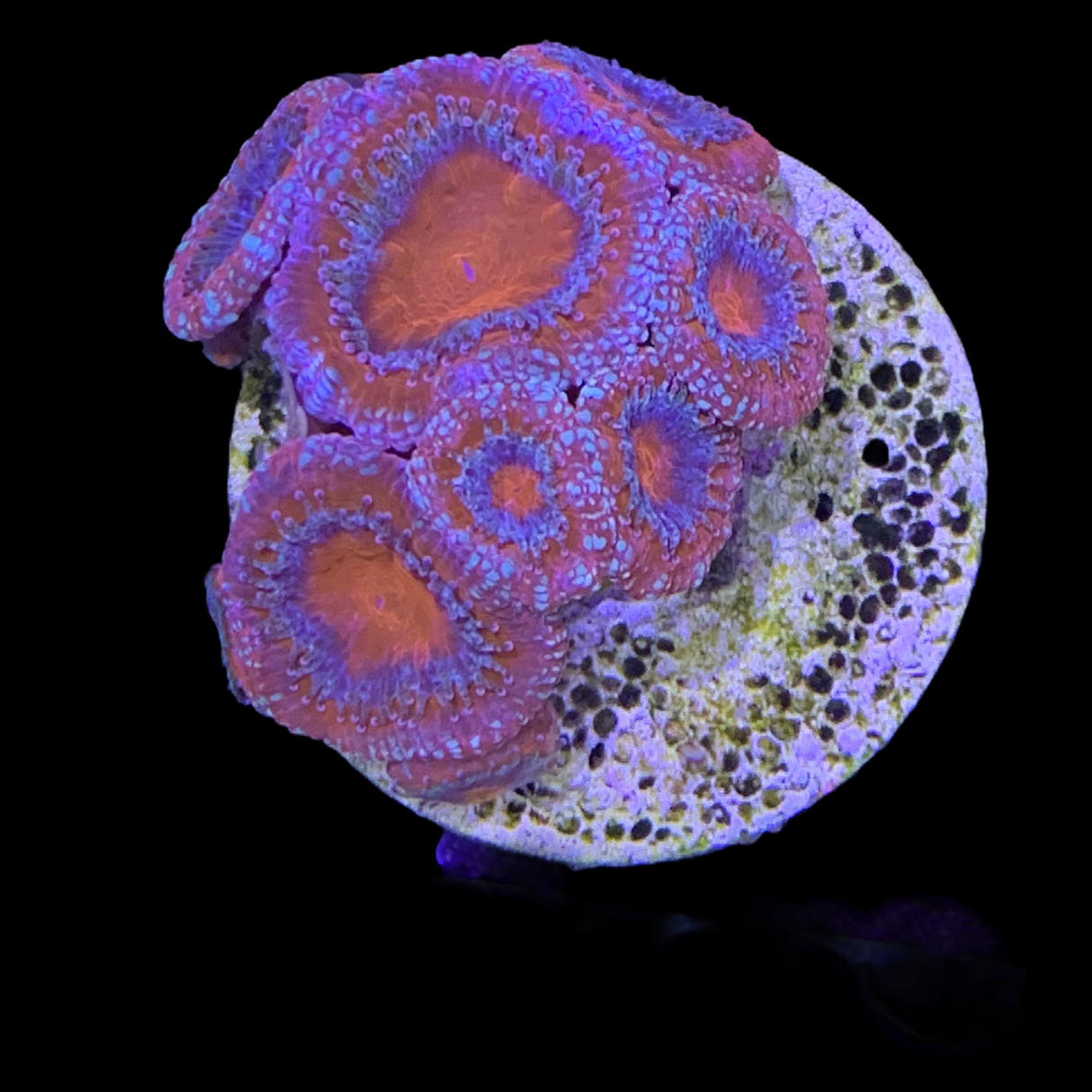 8+ Head Acan Frag