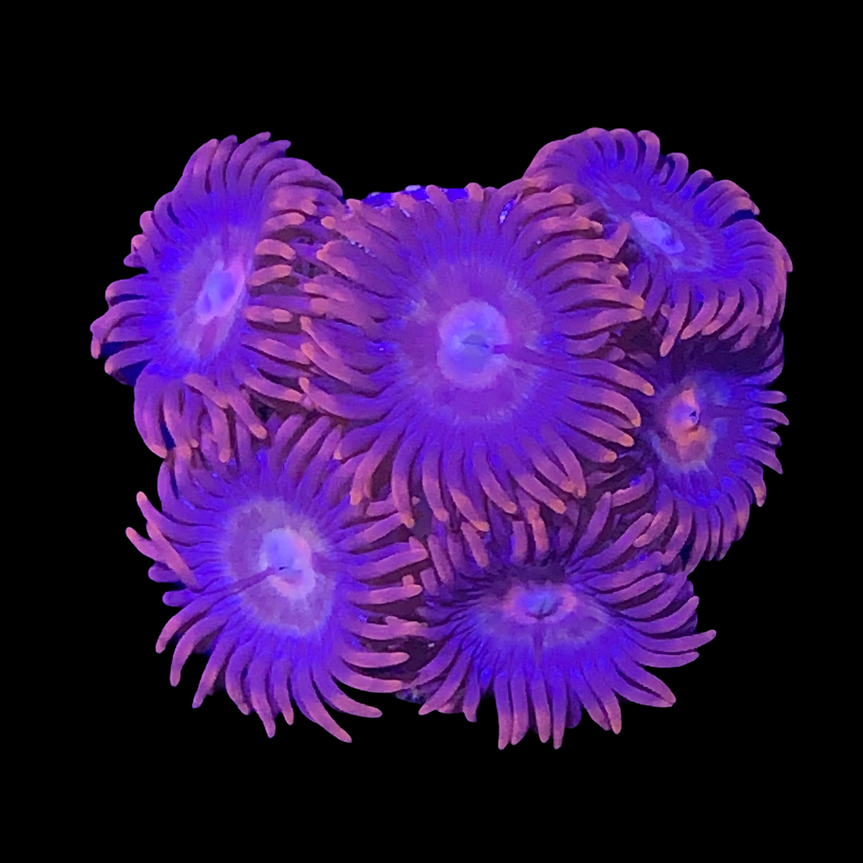 Zoa Frag